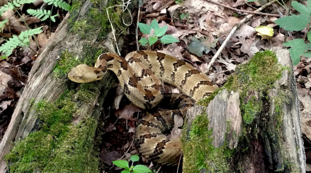 Rattlesnake Responders Work To Bring Timber Rattlesnakes Back From The ...