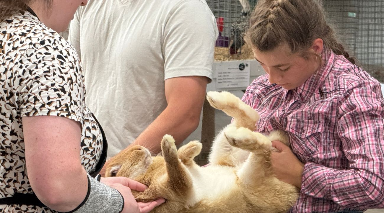 Fluffy, brown and extra large rabbit is inspected by the judges. (Photo by Renee Bergstrom)