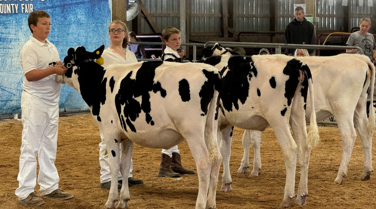 4H entries line up for judging. (Photo by Renee Bergstrom)