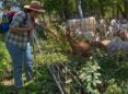 EllenTitus of The Nature Conservancy checks on the goats helping restore goat prairie.