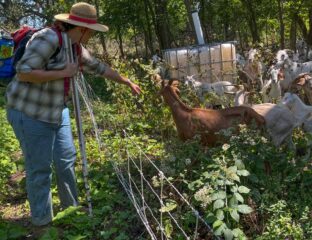 EllenTitus of The Nature Conservancy checks on the goats helping restore goat prairie.