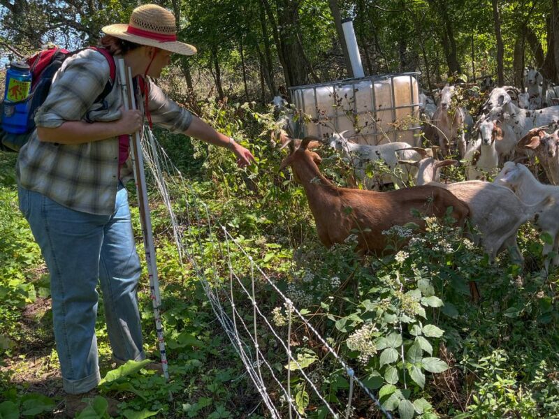 EllenTitus of The Nature Conservancy checks on the goats helping restore goat prairie.