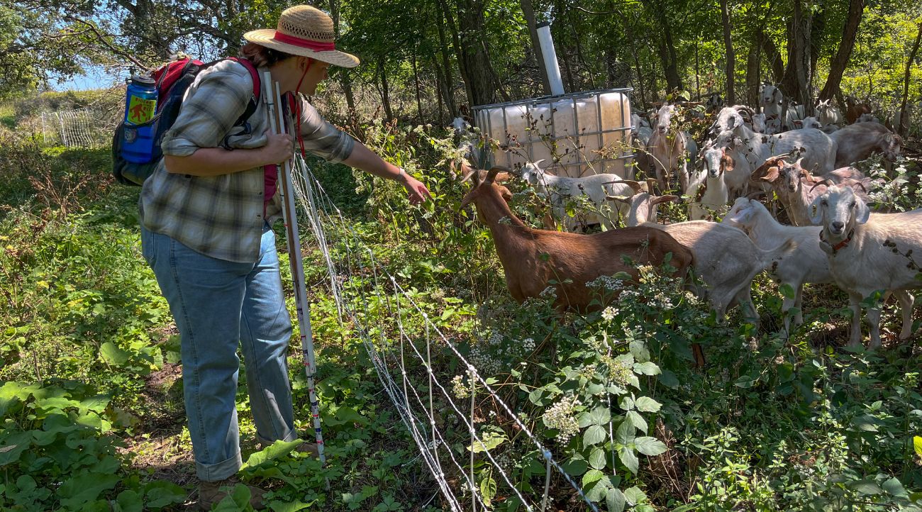 EllenTitus of The Nature Conservancy checks on the goats helping restore goat prairie.