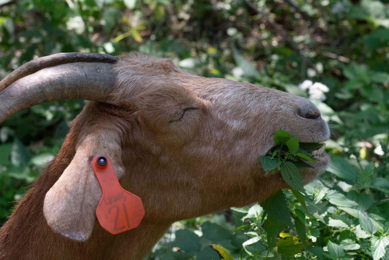 A goat munches on vegetation at the Vesta Creek Bluff Management area. Goats are one way of controlling invasive plants. 