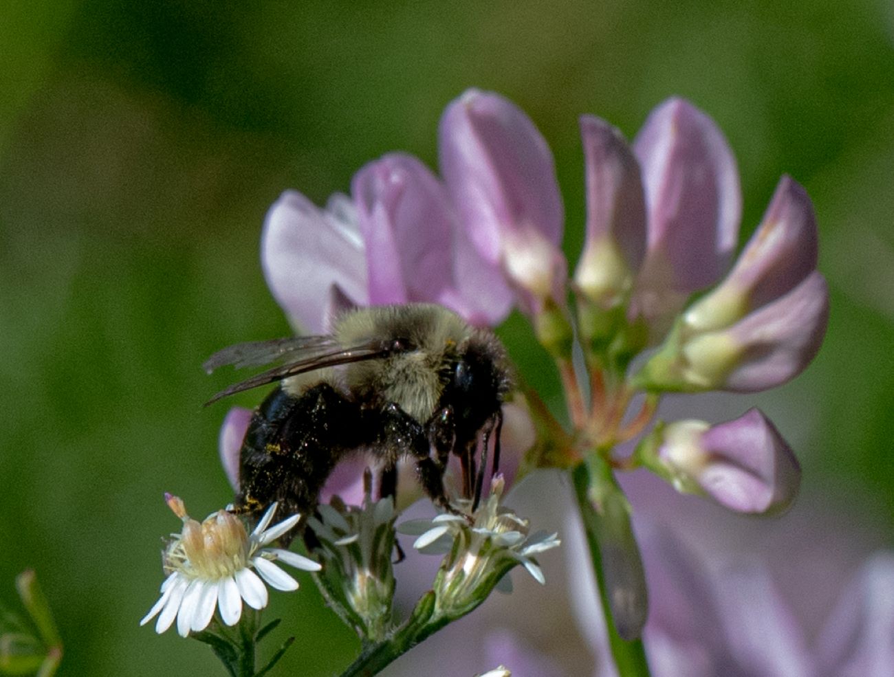 A bee nestles up to a prairie plant. Prairies are a vital lifeblood for insects and wildlife.