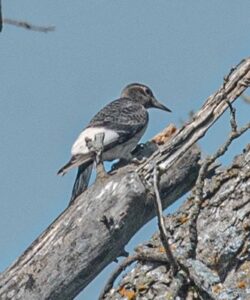 An immature red-headed woodpecker inspects a dead tree limb for food at the Vesta Creek Bluff Management area.