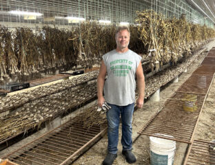 Paul Schmidt in the shed on his farm where 64,000 garlic are drying. Schmidt Farm markets seed stock to a variety of garden and seed companies.