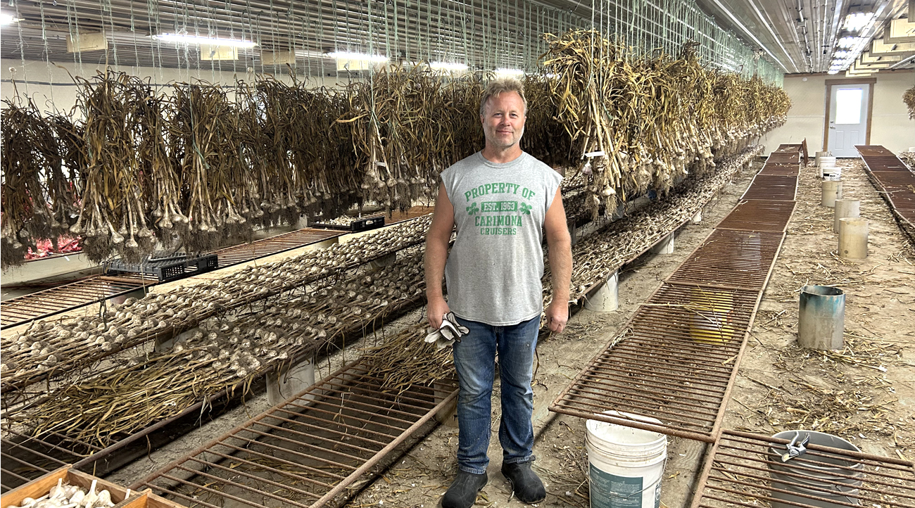 Paul Schmidt in the shed on his farm where 64,000 garlic are drying. Schmidt Farm markets seed stock to a variety of garden and seed companies.