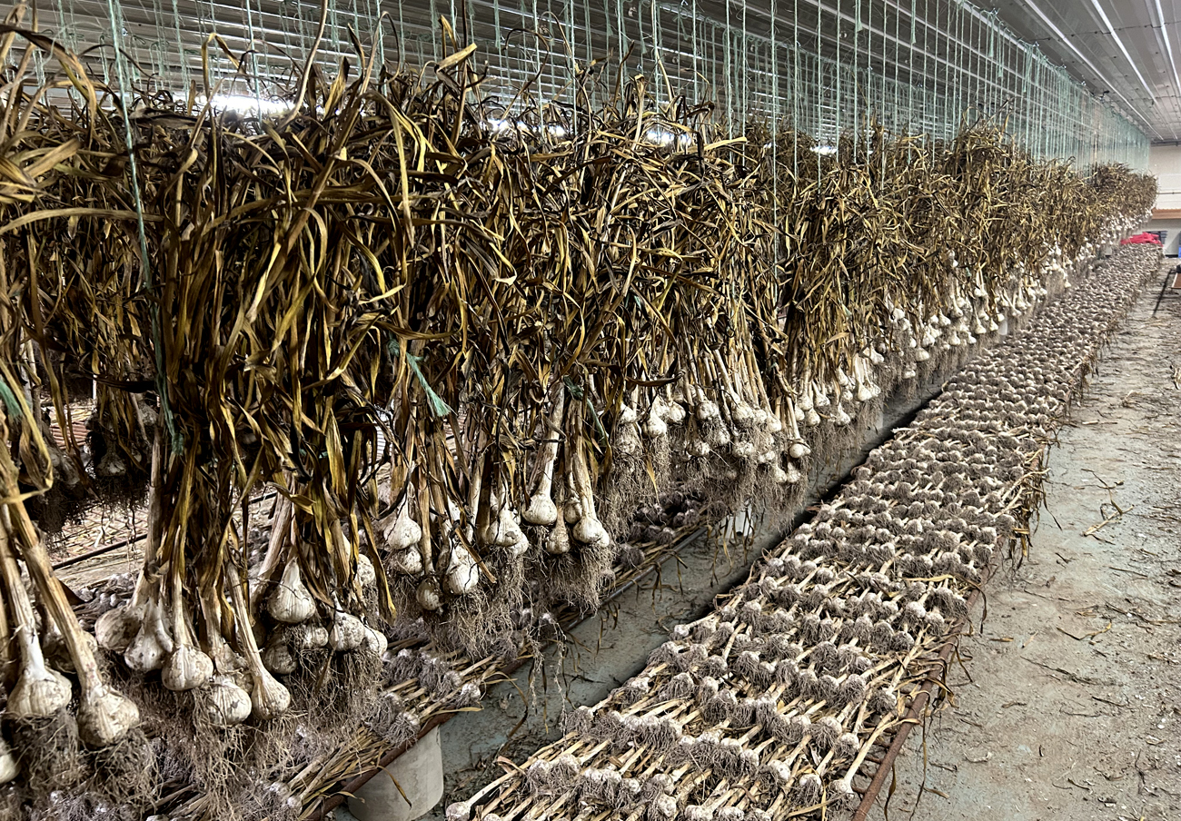 Garlic dries from the bottom up, with the bottom leaves forming a seal around the bulb. The stems are left on in the drying process to wick away moisture from the plant. 