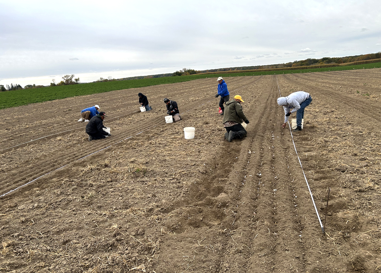 A crew plants garlic in four foot sections, with rows set 10 inches apart. Cloves are planted every six inches.