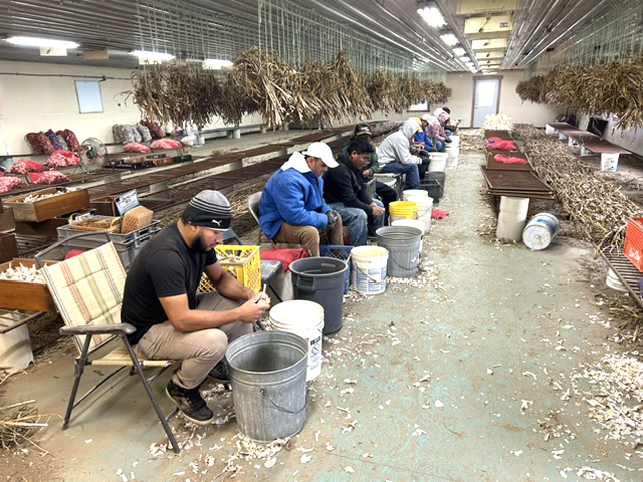 Workers break down bulbs into cloves to be planted.