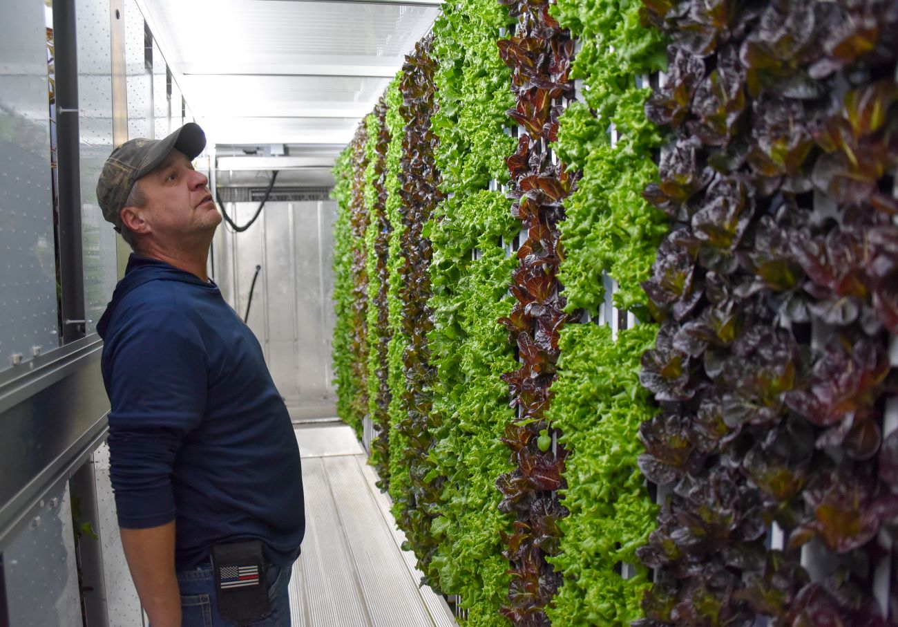 Tony Rahe looks over a wall of fully grown brown, red, and green lettuce growing in his hydroponic trailer.