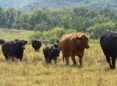 Cattle move through a pasture in a rotational grazing operation.