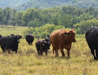 Cattle move through a pasture in a rotational grazing operation.