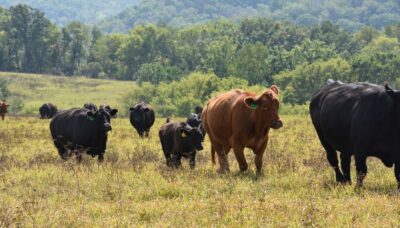 Cattle move through a pasture in a rotational grazing operation.