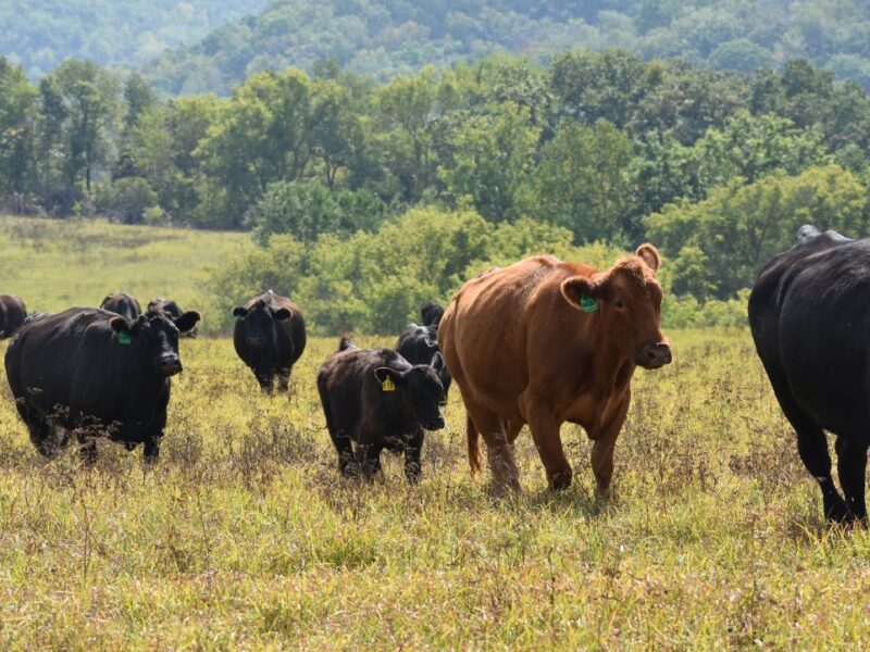 Cattle move through a pasture in a rotational grazing operation.