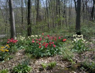 A full garden view and a testament to lots of hard work last fall emerge in Loni Kemp's garden.