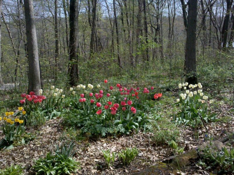 A full garden view and a testament to lots of hard work last fall emerge in Loni Kemp's garden.