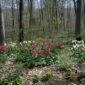 A full garden view and a testament to lots of hard work last fall emerge in Loni Kemp's garden.