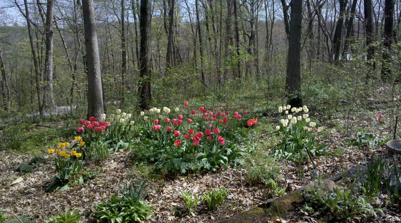 A full garden view and a testament to lots of hard work last fall emerge in Loni Kemp's garden.