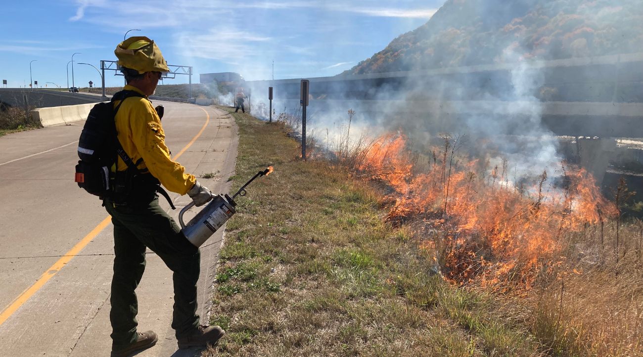 A low fire burns in vegetation in a ditch along a highway while a worker with fire gear and a drip torch looks on.