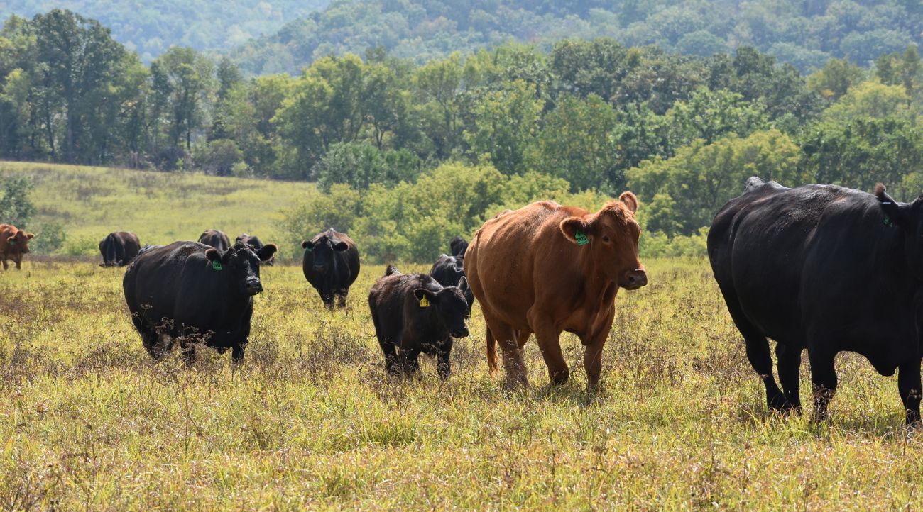 Cattle move through a pasture in a rotational grazing operation.