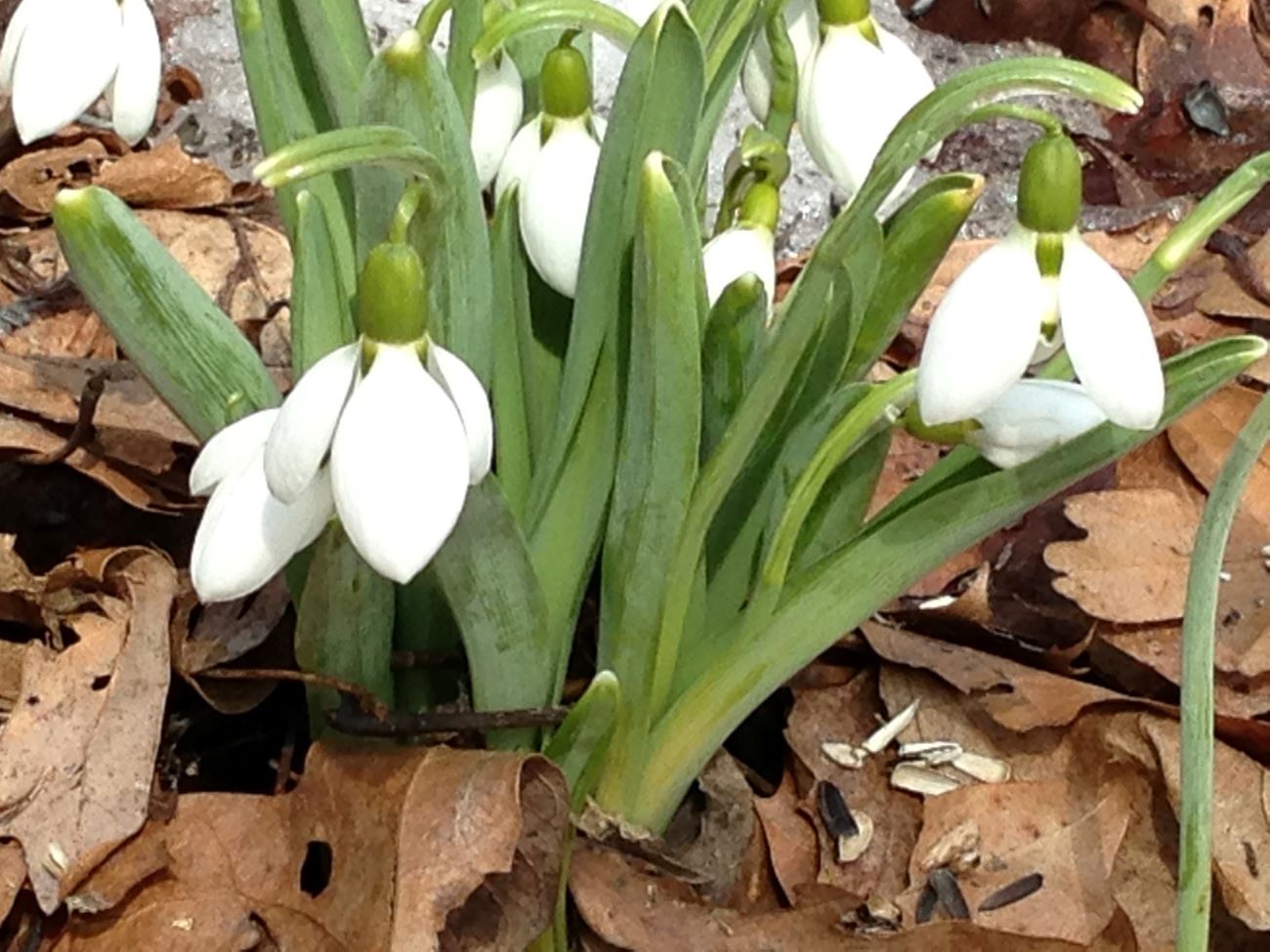 Tiny white snowdrops above a layer of old oak leaves.