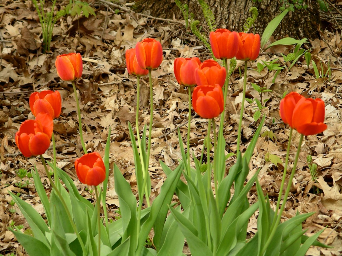 Tall stems of orangish red tulips sway above leaves left over from last fall.