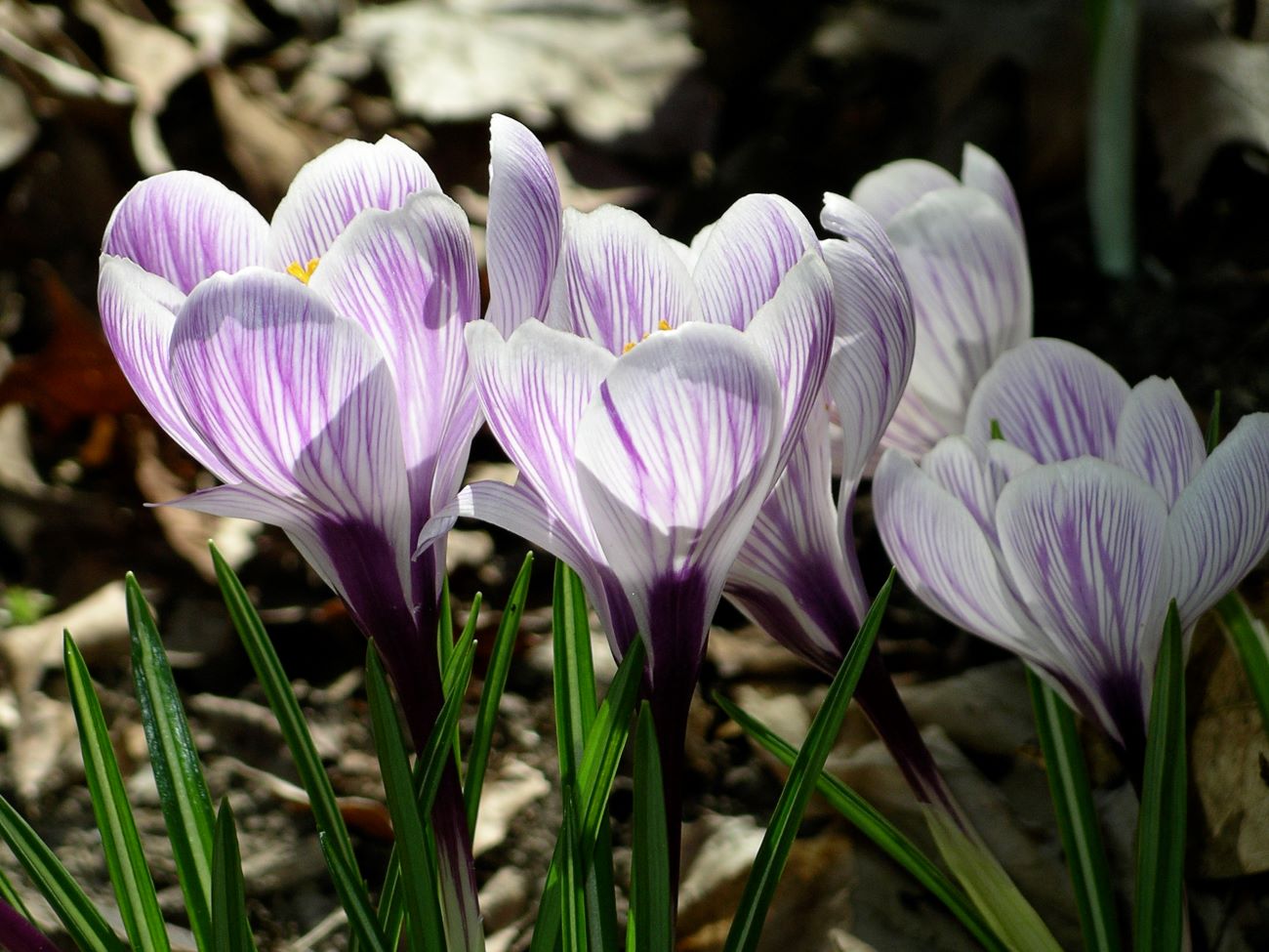 Pale purple stripes on white crocuses in this early spring bloom.