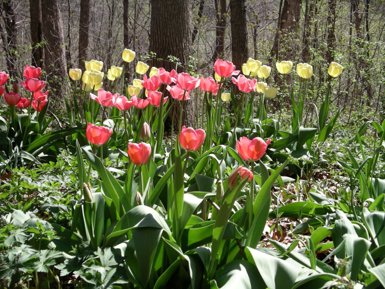 A collection of red and yellow tulips emerge in the woodland to greet spring.