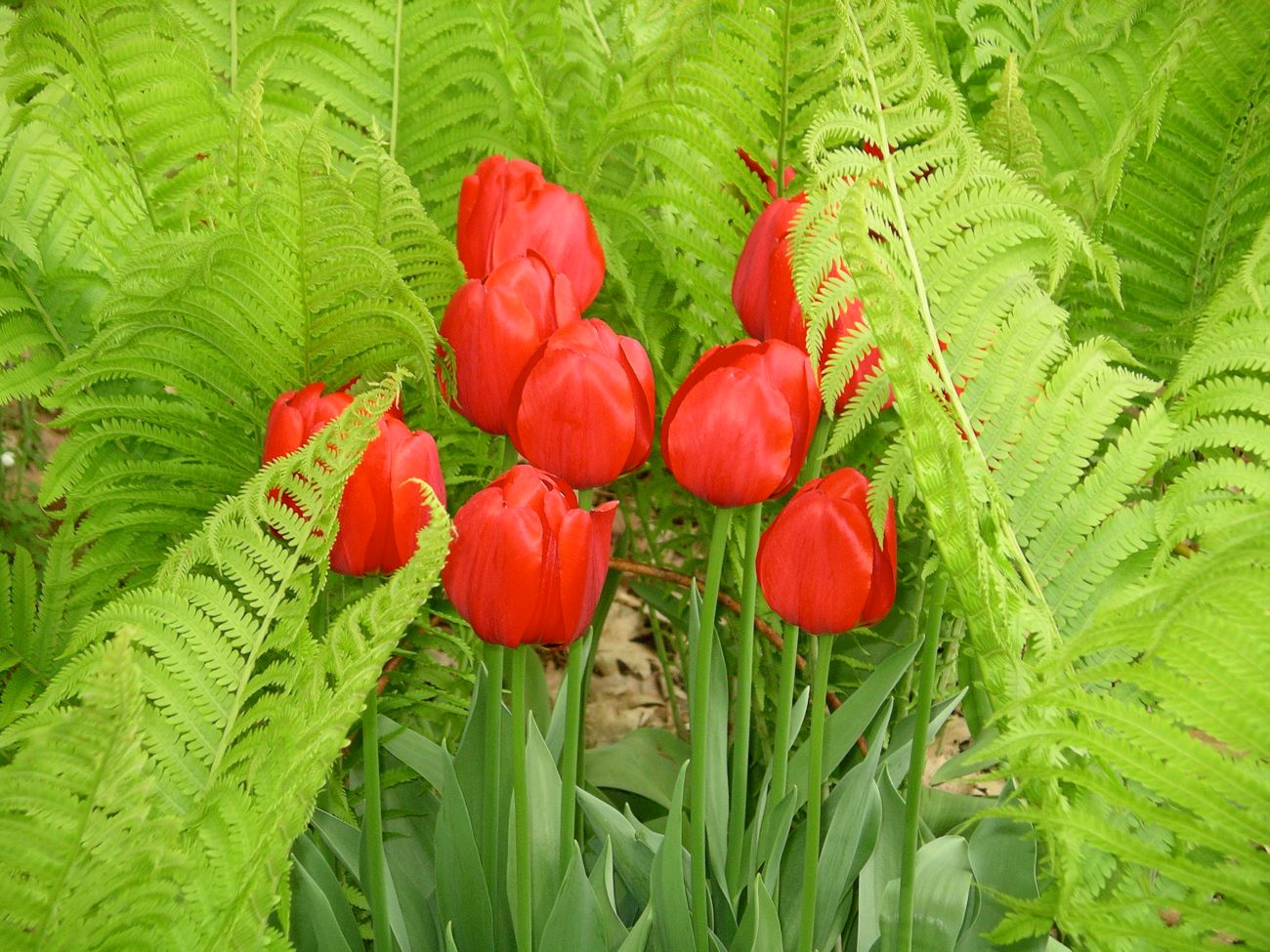 Red tulips grow up through bright green ferns.