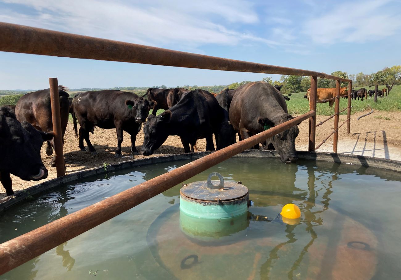 Rotationally grazed cattle drank from one of the 1,300-gallon tire tanks in September 2023 in Fillmore County. Getting a reliable water source to the site was key. Concrete pads protect the heavily used areas around the tanks.