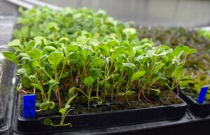 Seedlings are about ready to be transplanted to the panels on the moving walls of the farm.