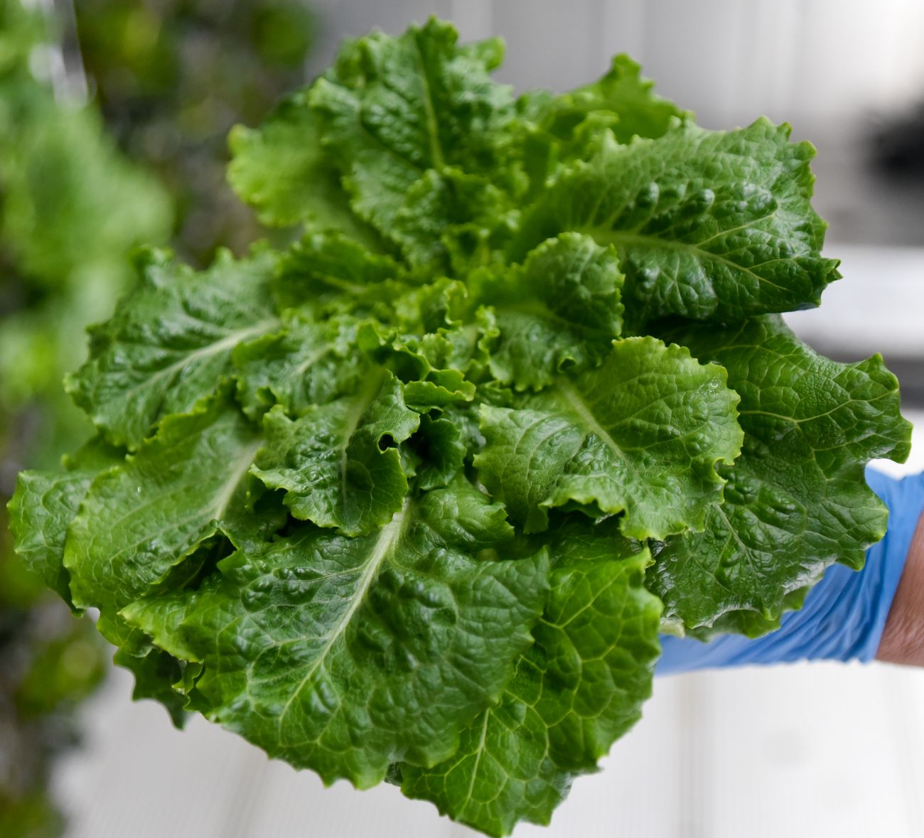 A mature lettuce head is harvested before preparations for delivery to a customer. 