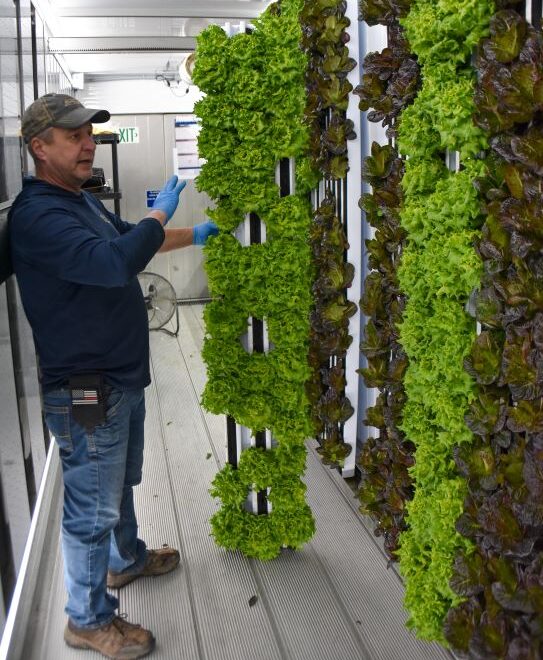 Tony Rahe pops out a panel pf hydroponically growing lettuce to show how the operation is very flexible.