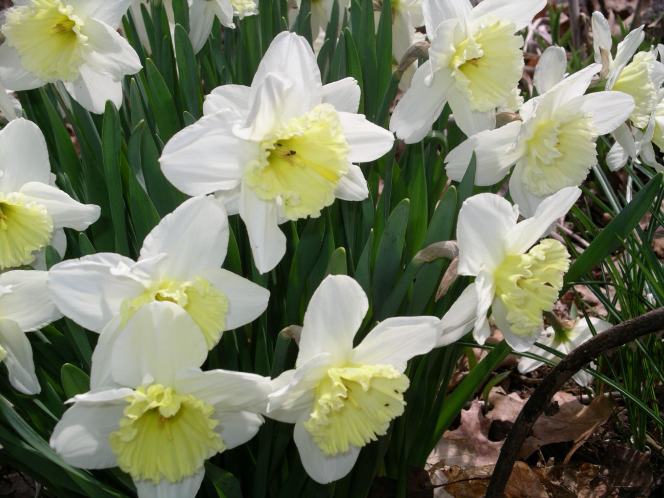 Crisp white daffodils with pale yellow centers bow their heads over green stems.