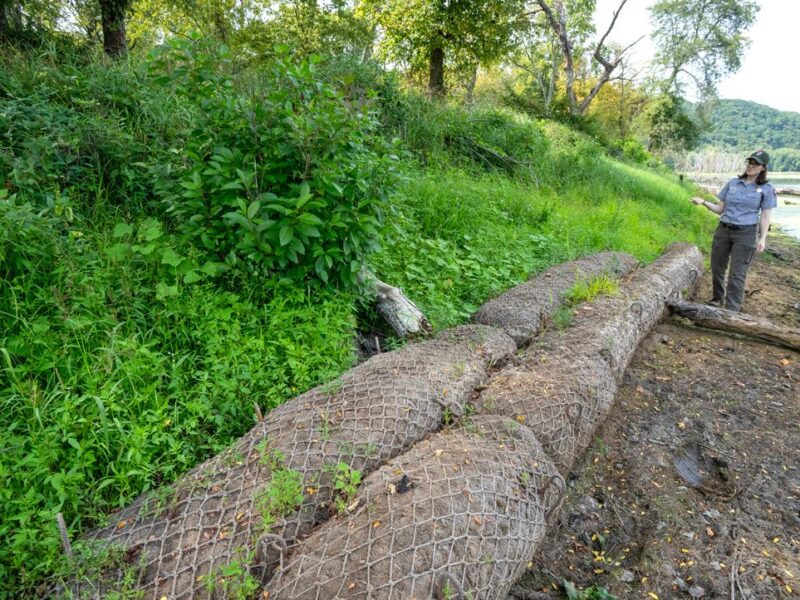 A woman in a department of natural resources uniform stands on a river bank by long tubes made of natural fibers placed on the muddy bank.