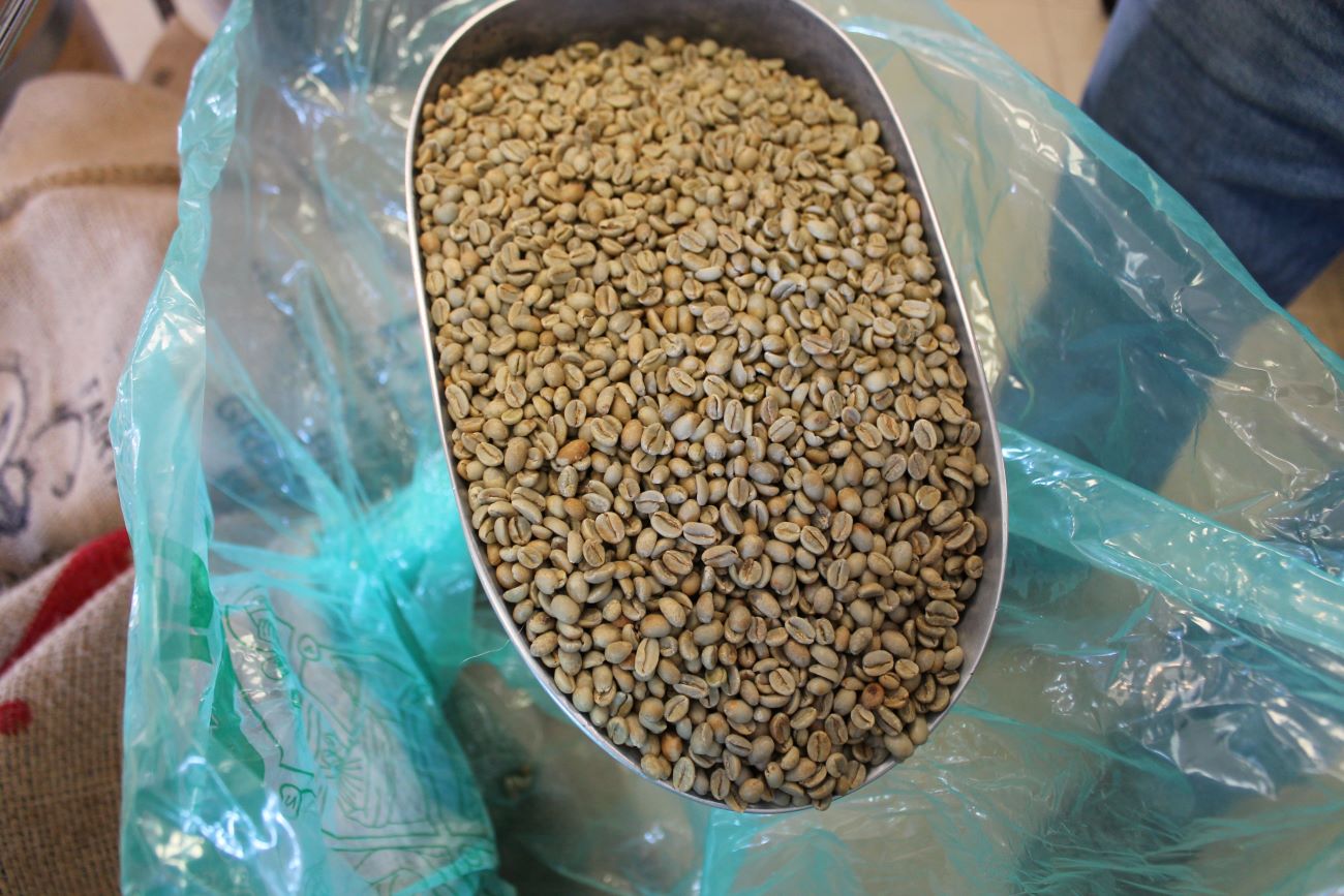 a large metal scoop holding raw, unroasted coffee beans that are greenish brown.