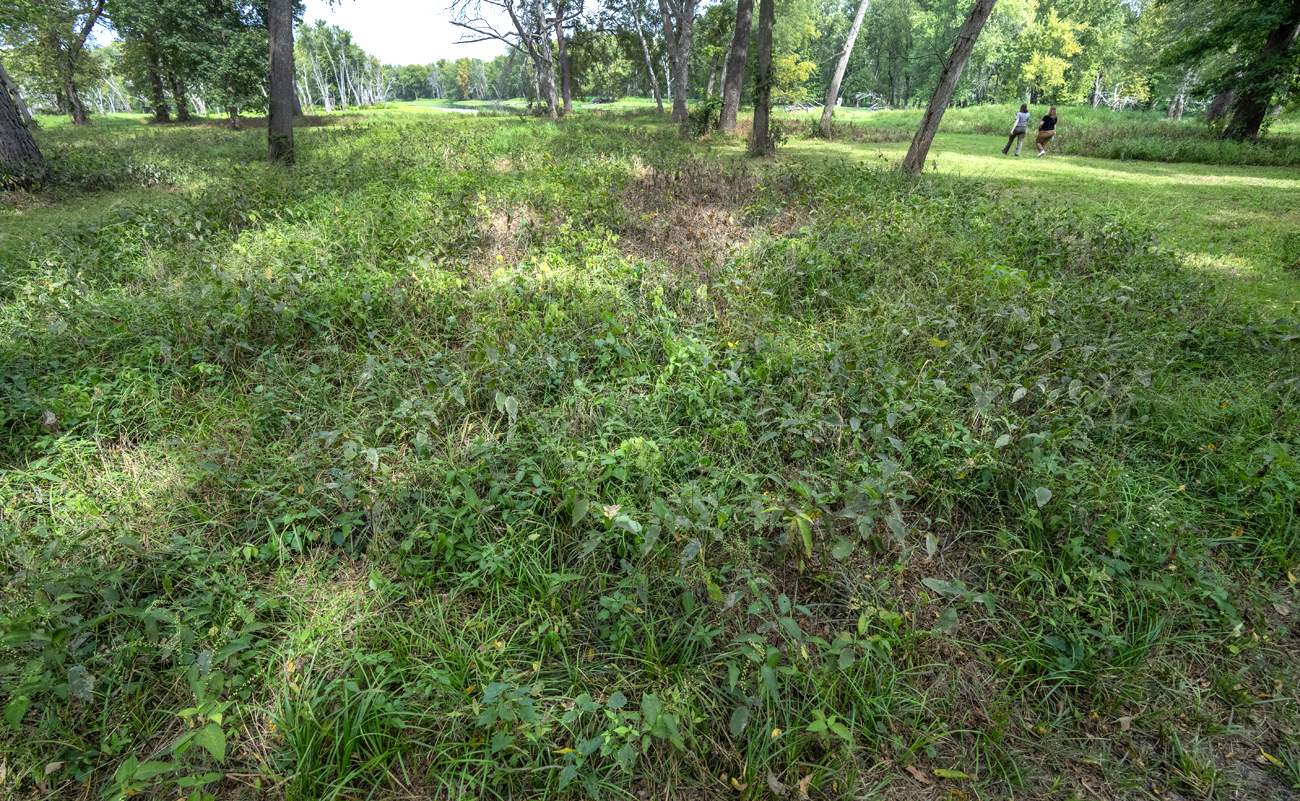 A wooded area sparsely covered with vegetation.