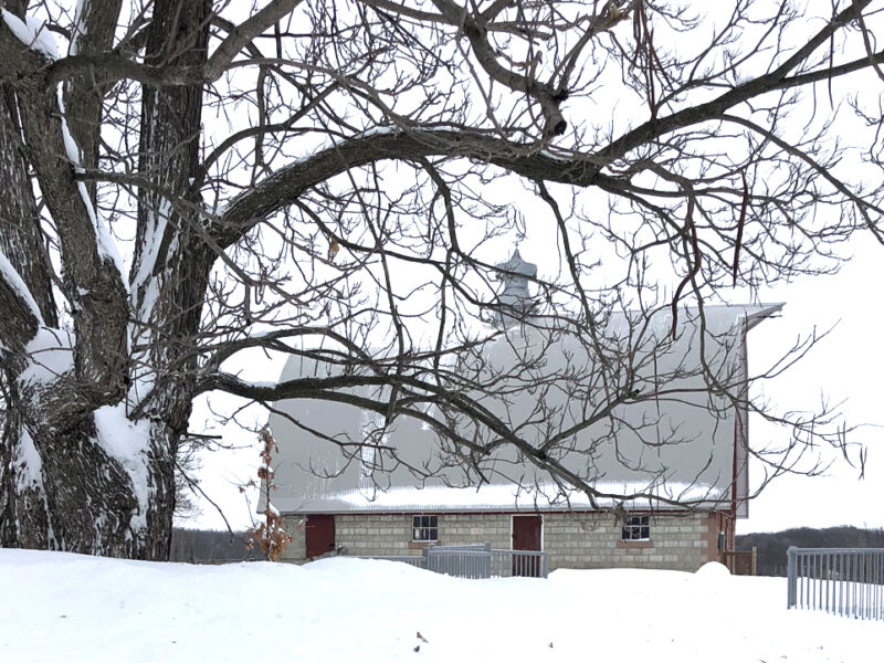 A barn in the distance covered in snow. In the foreground is a large tree with snow covered branches.