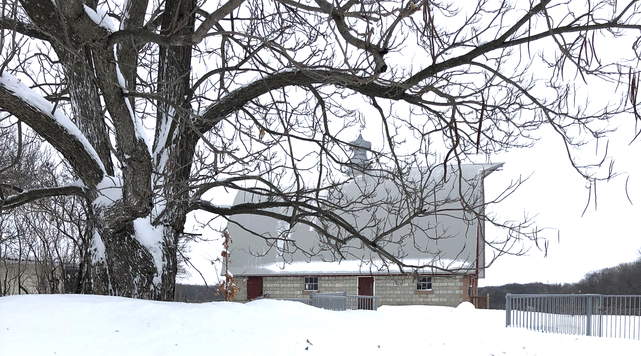 A barn in the distance covered in snow. In the foreground is a large tree with snow covered branches.