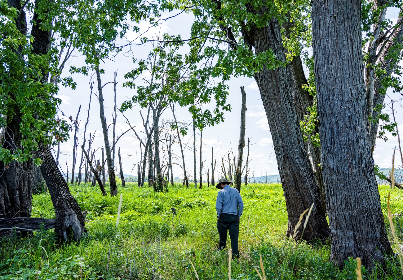 man standing near unhealthy trees in the mississippi river bottom lands