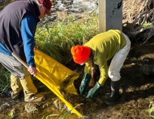 Two people dressed in jackets, hats, and rubber boots stand in shallow water and scoop debris from the bottom of the stream onto a yellow tarp.