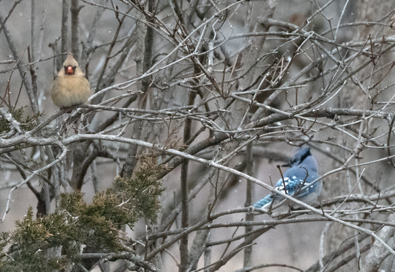 A female cardinal and a bluejay rest in the brush.