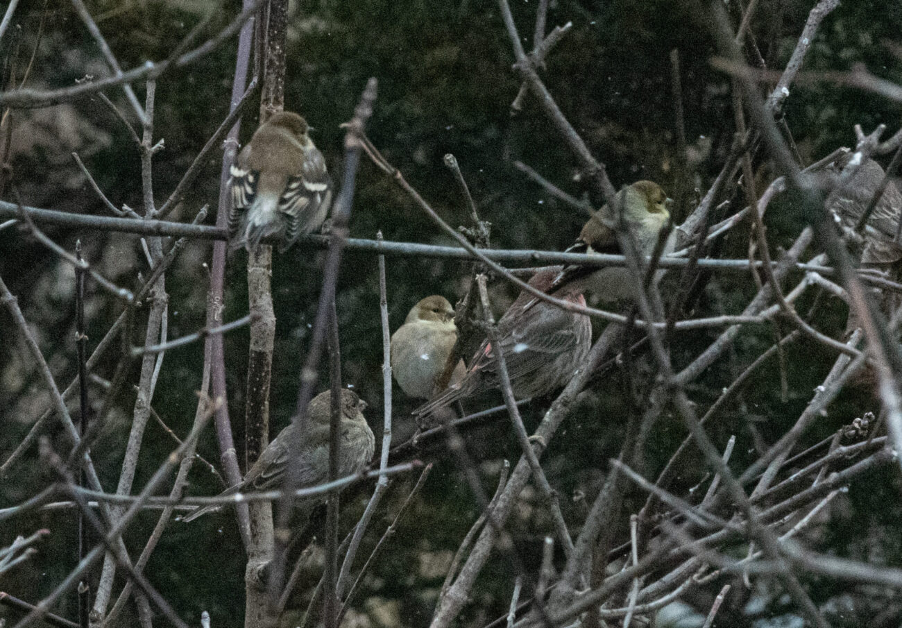 Sparrows and finches perch in branches during the Great Christmas Bird Count at Whitewater State Park.