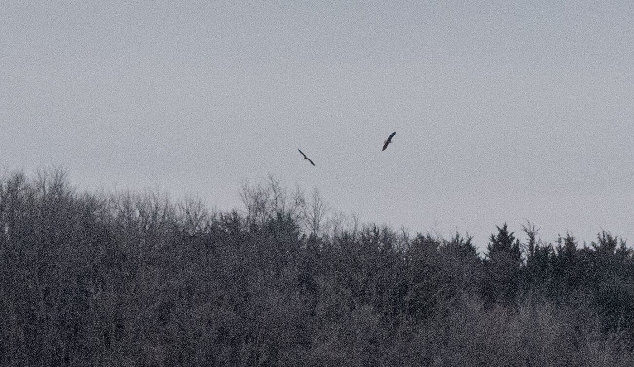 Two bald eagles circle near Utica, Minn.