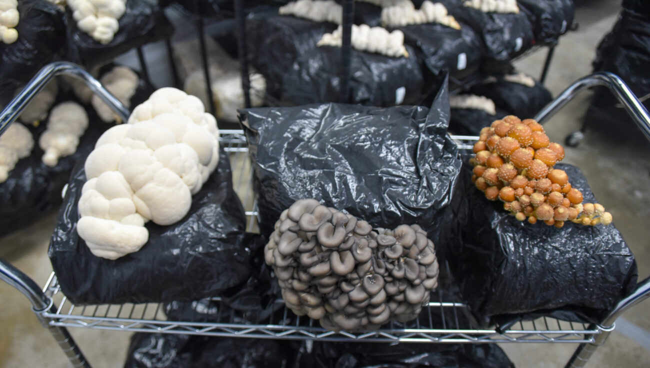 Large white, gray, and orange color mushrooms with multiple layers grow out of substrate covered in black plastic bags.