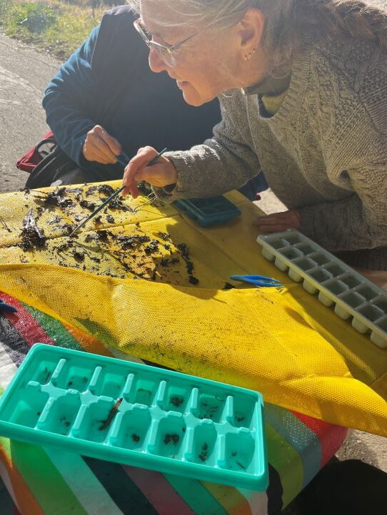 Volunteers pick through debris found in the stream and sort it into plastic ice cube trays.