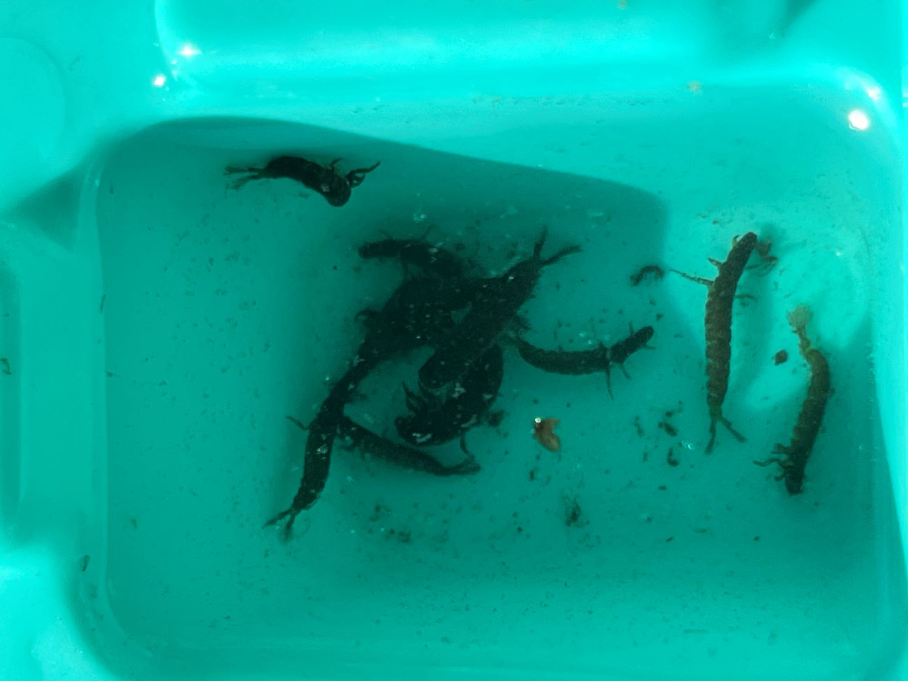 A green plastic container filled halfway with water. Black Caddisflies collected by volunteers are in the bottom of the bin