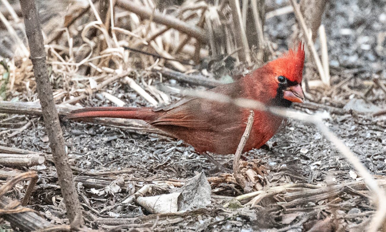 A bright read male cardinal sits on the ground among corn stalks and sticks.